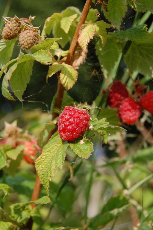 Agriturismo Serpanera 사르나노 외부 사진